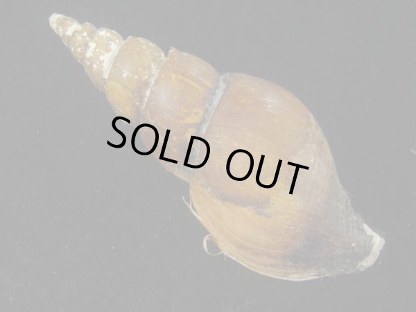 画像2: ツムガタネジボラ(Metajapelion adelphicus)  老成　美品 (2)