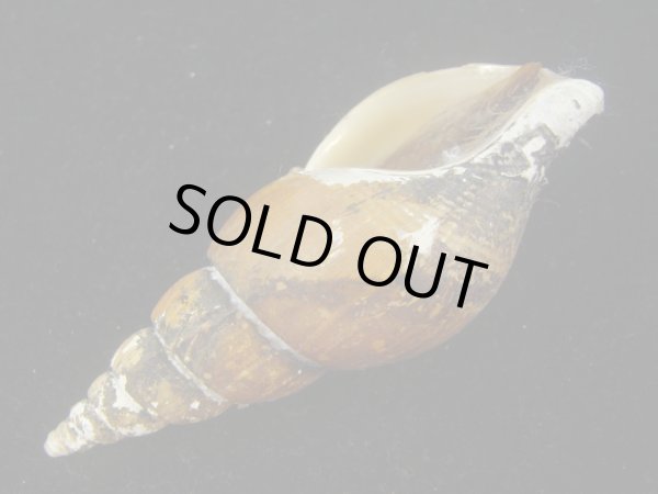 画像3: ツムガタネジボラ(Metajapelion adelphicus)  老成　美品 (3)