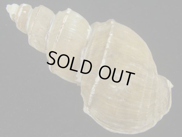 画像2: ヤゲンバイ(Clinopegma unicum damon)　大　美品 (2)