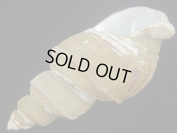 画像3: ヤゲンバイ(Clinopegma unicum damon)　大　美品 (3)