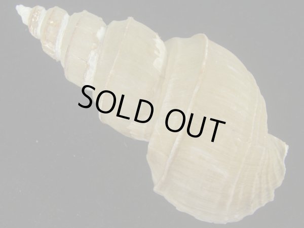 画像2: ヤゲンバイ(Clinopegma unicum damon) 大　美品 (2)