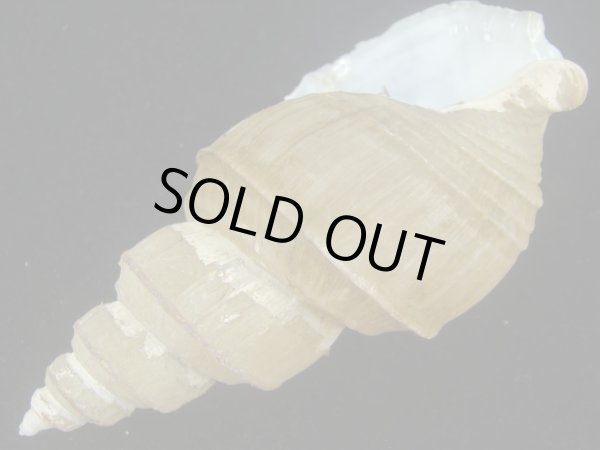 画像3: ヤゲンバイ(Clinopegma unicum damon) 大　美品 (3)