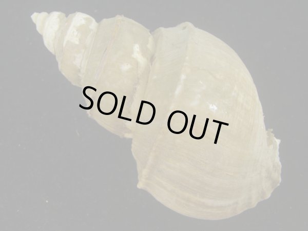 画像2: オオモロハバイ(Clinopegma magnum)　美品 (2)