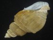 画像3: オオモロハバイ(Clinopegma magnum)　美品 (3)