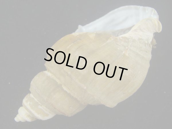 画像3: オオモロハバイ(Clinopegma magnum)　美品 (3)