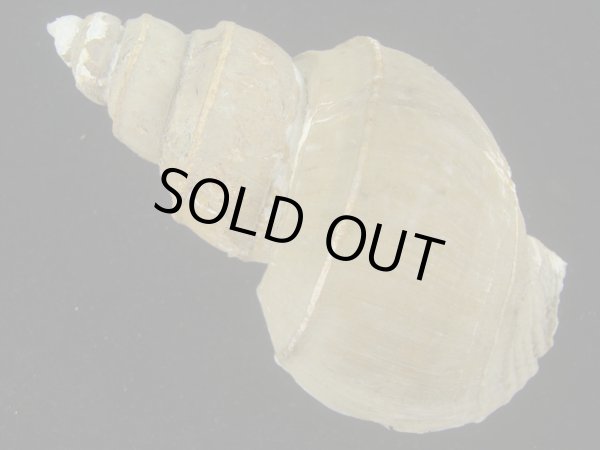 画像2: オオモロハバイ(Clinopegma magnum)　 (2)