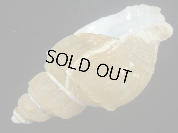 画像3: オオモロハバイ(Clinopegma magnum)　 (3)