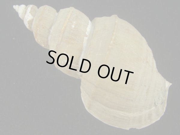 画像2: ヒモカケヤゲンバイ(Clinopegma unicum polygrammum)　美品 (2)