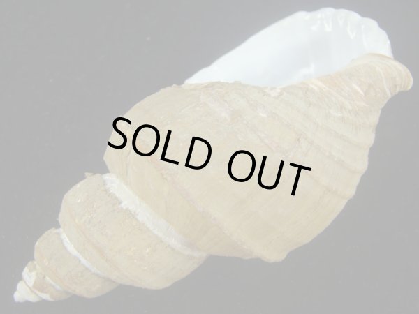 画像3: ヒモカケヤゲンバイ(Clinopegma unicum polygrammum)　美品 (3)