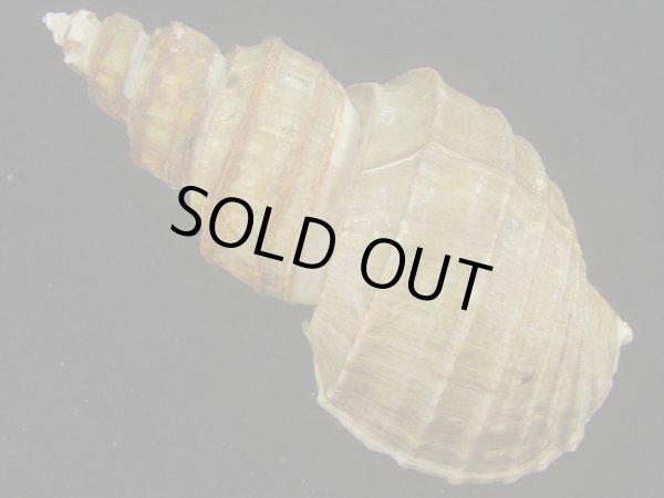 画像2: ヒモカケヤゲンバイ(Clinopegma unicum polygrammum)　美品 (2)