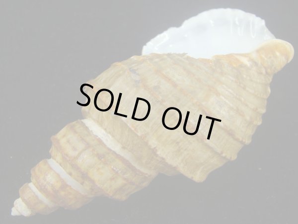 画像3: ヒモカケヤゲンバイ(Clinopegma unicum polygrammum)　美品 (3)