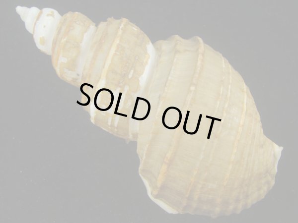 画像2: ヒモカケヤゲンバイ(Clinopegma unicum polygrammum)　特大 (2)