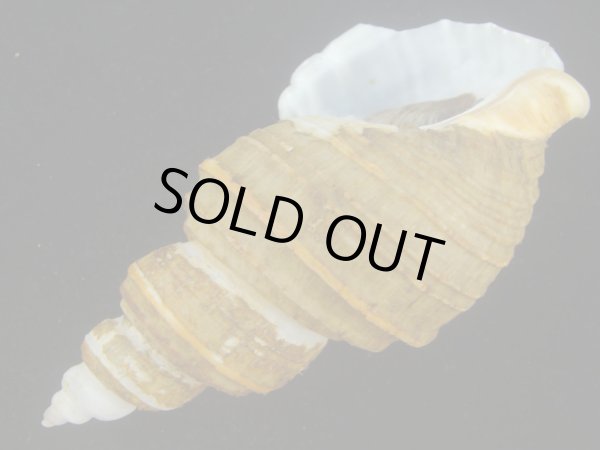 画像3: ヒモカケヤゲンバイ(Clinopegma unicum polygrammum)　特大 (3)