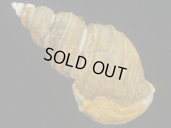 画像2: トスジヤゲンバイ(Clinopegma aequespaceum)  (2)