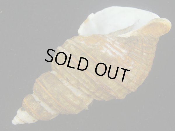 画像3: トスジヤゲンバイ(Clinopegma aequespaceum)  (3)