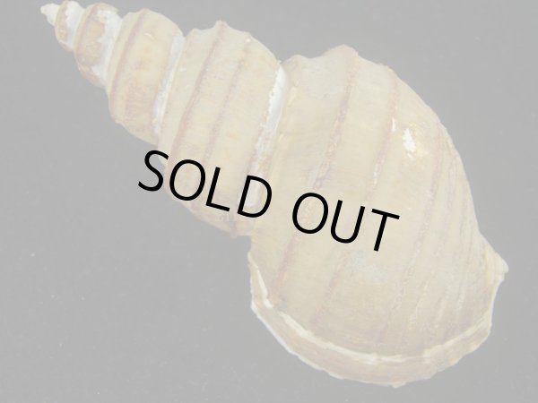 画像2: トスジヤゲンバイ(Clinopegma aequespaceum)  特美品 (2)