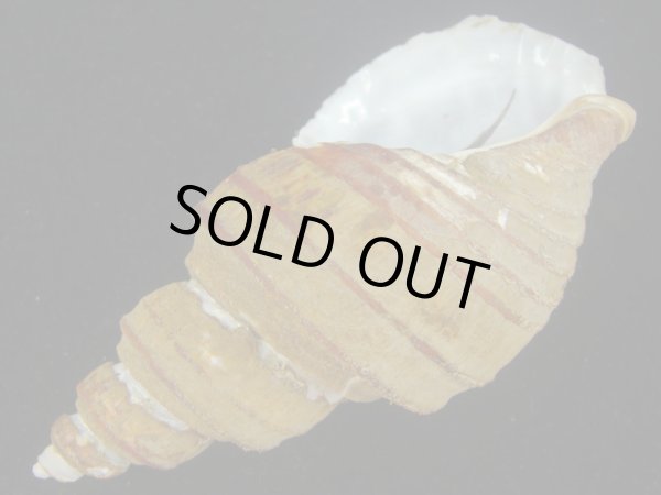 画像3: トスジヤゲンバイ(Clinopegma aequespaceum)  特美品 (3)