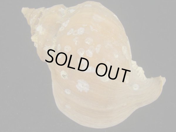 画像2: アツエゾボラ(Neptunea heros) 老成　美品 (2)