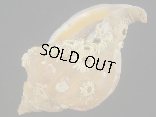 画像3: アツエゾボラ(Neptunea heros) 老成　美品 (3)