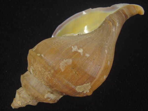 画像3: アツエゾボラ(Neptunea heros) 濃色 (3)