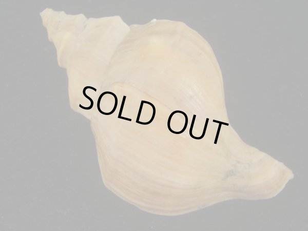 画像2: アツエゾボラ(Neptunea heros)  (2)