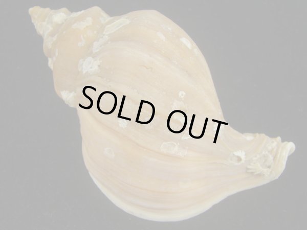 画像2: アツエゾボラ(Neptunea heros) 老成　美品 (2)