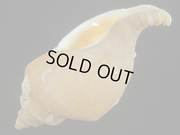 画像3: アツエゾボラ(Neptunea heros) 老成　美品 (3)