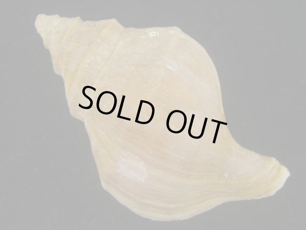 画像2: アツエゾボラ(Neptunea heros)  (2)