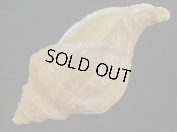 画像3: アツエゾボラ(Neptunea heros)  (3)