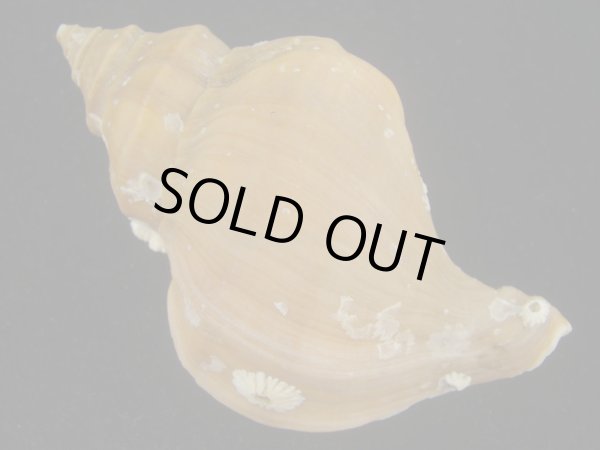 画像2: アツエゾボラ(Neptunea heros) 老成 (2)