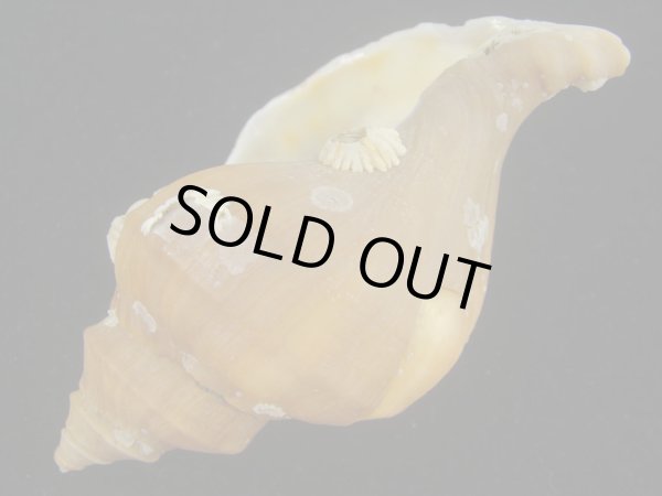 画像3: アツエゾボラ(Neptunea heros) 老成 (3)