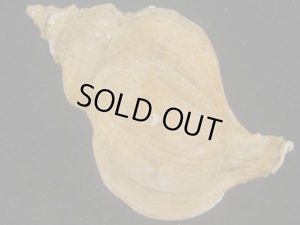 画像2: アツエゾボラ(Neptunea heros) 特老成　美品 (2)