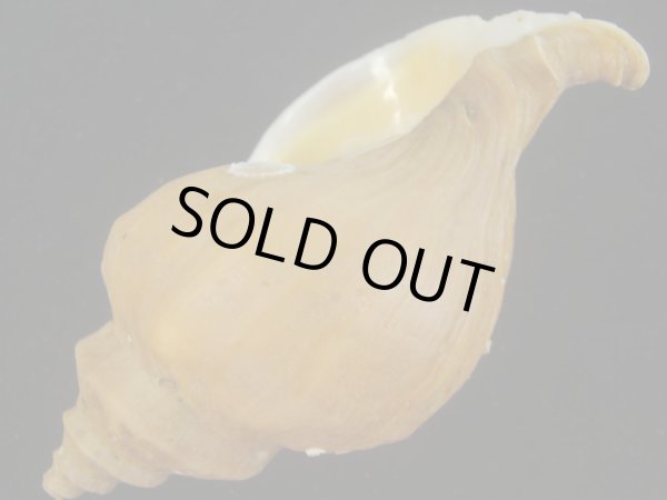 画像3: アツエゾボラ(Neptunea heros) 特老成　美品 (3)