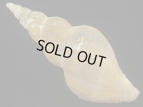 画像2: ヒメナガバイ(Beringius frielei) 死殻？だけど特美品 (2)