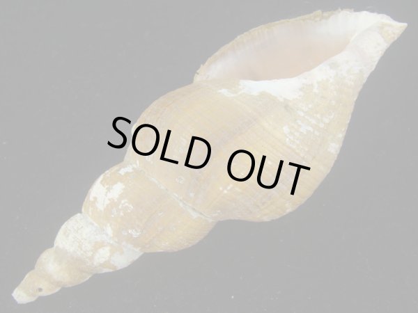 画像3: ヒメナガバイ(Beringius frielei) 死殻？だけど特美品 (3)