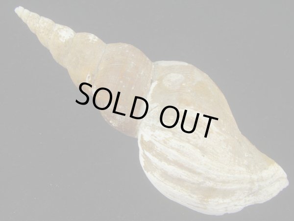 画像2: ヒメナガバイ(Beringius frielei) 大　老成　特美品　反り上がり個体 (2)