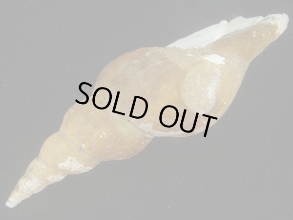 画像3: ヒメナガバイ(Beringius frielei) 大　老成　特美品　反り上がり個体 (3)