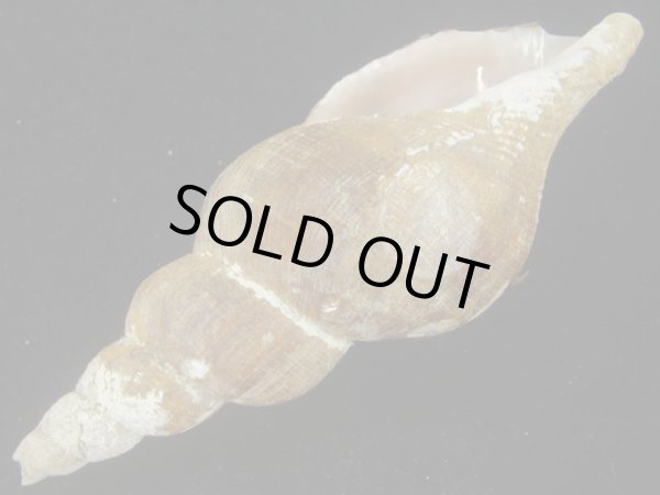 画像3: ヒメナガバイ(Beringius frielei) 大　老成 (3)