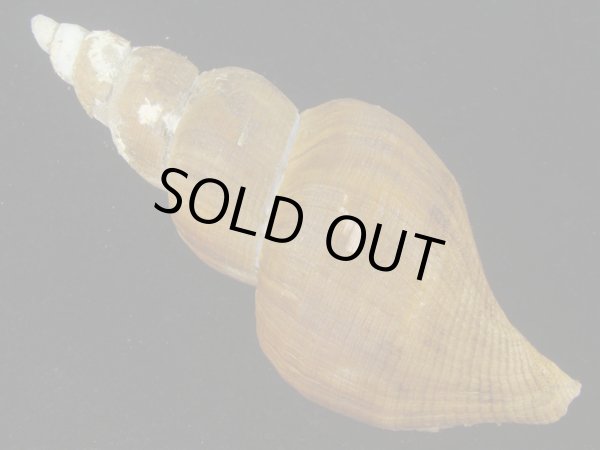 画像2: ヒメナガバイ(Beringius frielei) 大　美品 (2)