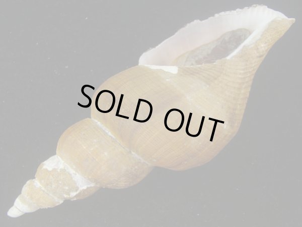 画像3: ヒメナガバイ(Beringius frielei) 大　美品 (3)