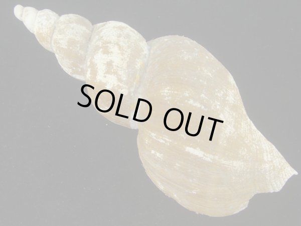 画像2: ナガバイ(Beringius polynematicus) 大 (2)