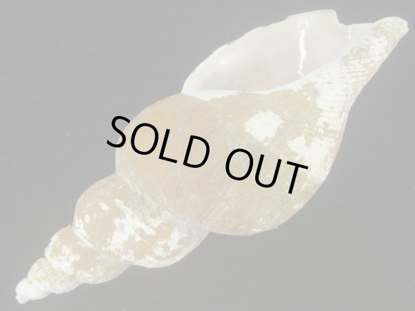 画像3: ナガバイ(Beringius polynematicus) 大 (3)