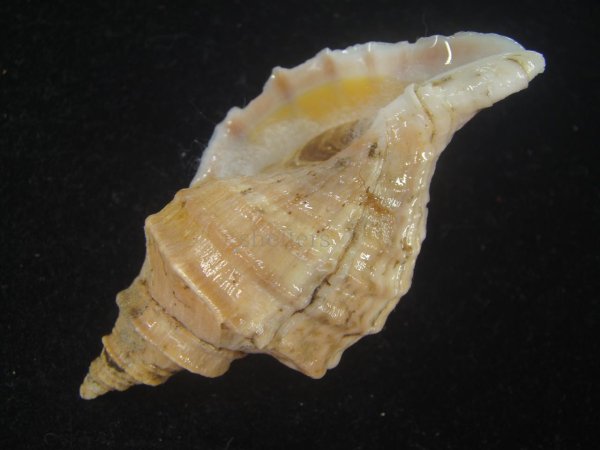 画像3: エゾボラ(Neptunea polycostata) 特美品 (3)