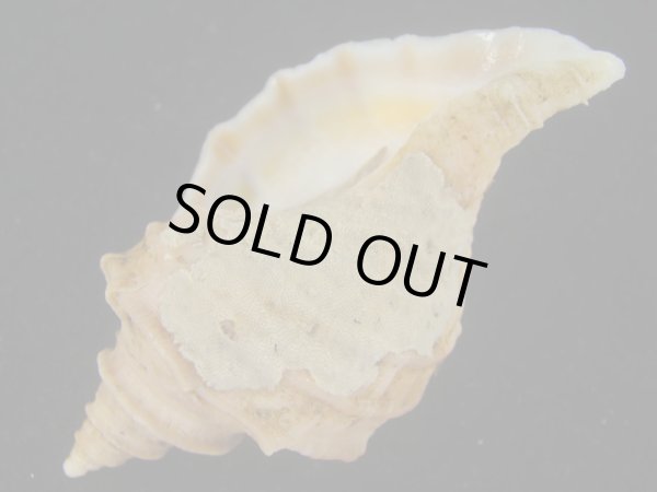 画像3: エゾボラ(Neptunea polycostata) 特美品 (3)