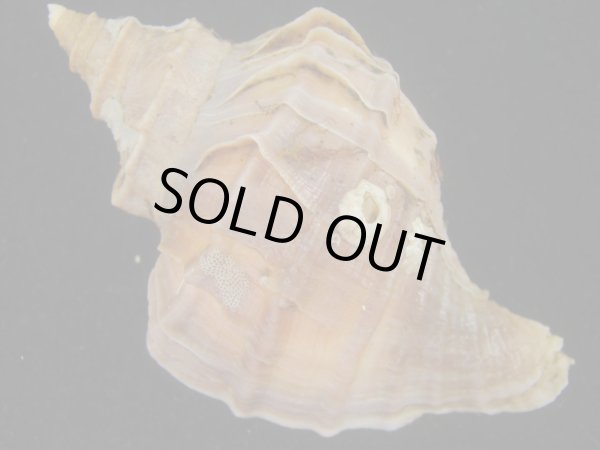 画像2: エゾボラ(Neptunea polycostata) 濃色　美品 (2)