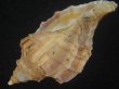 画像3: エゾボラ(Neptunea polycostata) 濃色　美品 (3)