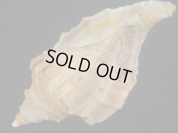 画像3: エゾボラ(Neptunea polycostata) 濃色　美品 (3)