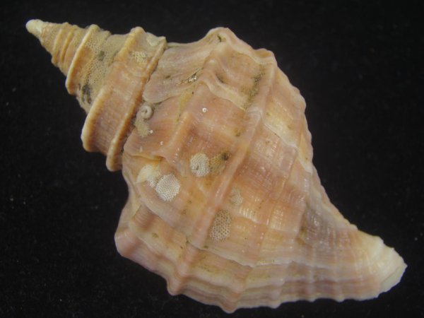 画像2: エゾボラ(Neptunea polycostata) 特美品 (2)