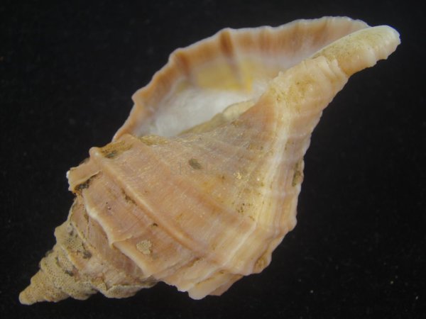 画像3: エゾボラ(Neptunea polycostata) 特美品 (3)