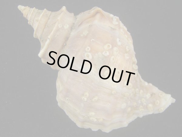 画像2: エゾボラ(Neptunea polycostata) 老成　美品 (2)